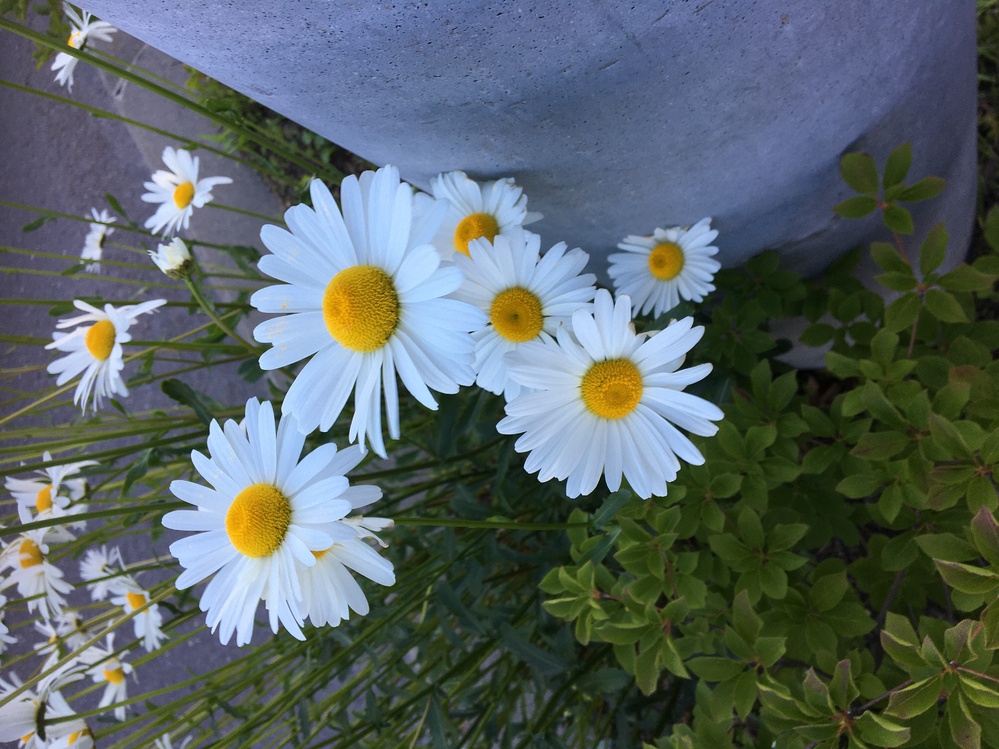 植物に詳しい方に質問します この花の名前はなんでしょうか 最近よく Yahoo 知恵袋