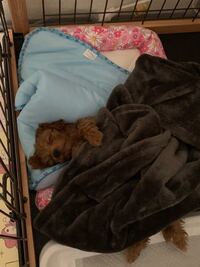 犬の涙やけの部分が 臭いのです 勿論 何度も拭いていますし 洗っています Yahoo 知恵袋