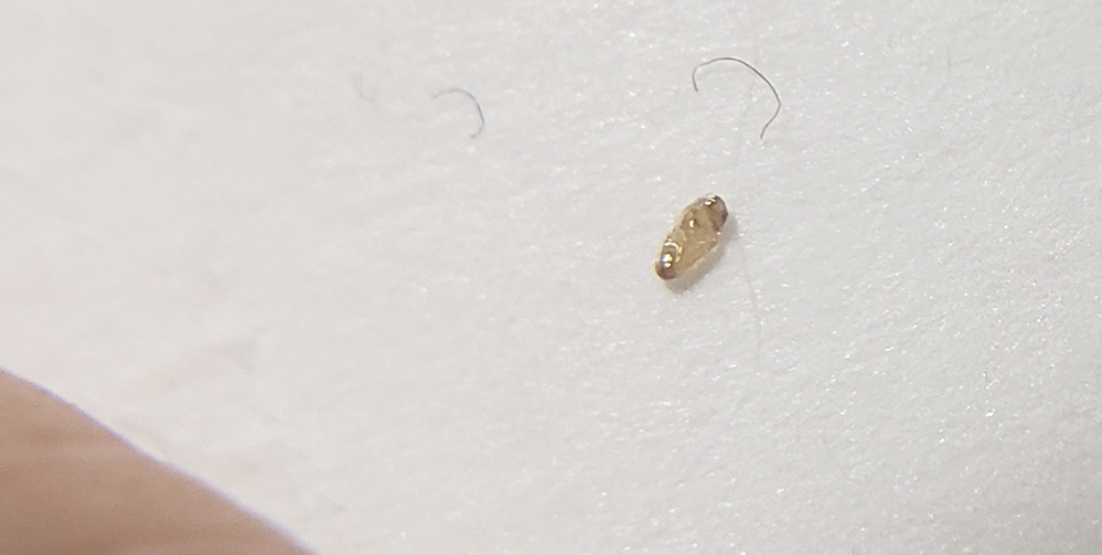 ゴキブリや蜘蛛を掃除機で吸うと中で死ぬのは本当でしょうか 中で繁殖してい Yahoo 知恵袋