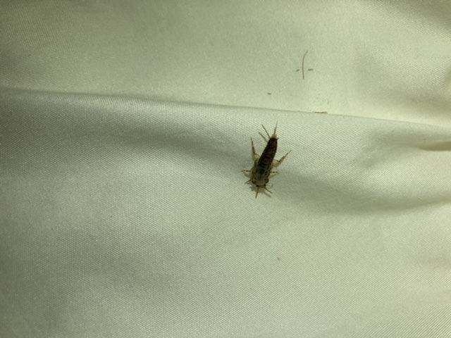 この虫何でしょうか 害がありますか 紙魚 シミ ですこの Yahoo 知恵袋