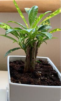 これはクロトンですか 何本も幹があるのですが分けた方がい Yahoo 知恵袋