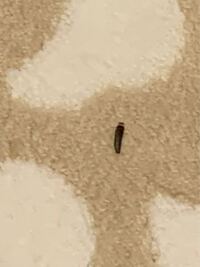 よくトイレにこの虫が出るんですけどなんていう虫ですか てかなんで出るんで Yahoo 知恵袋