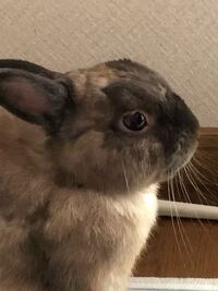 最近うさぎを飼い始めたのですが 種類が分からずで困っていますまた寿命 Yahoo 知恵袋