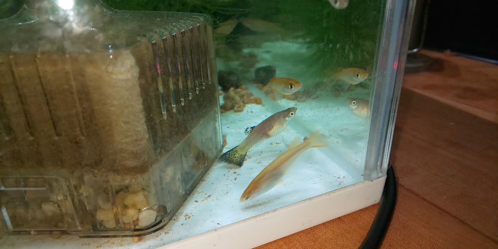 グッピーの写真をみて 病気にかかっているかどうかみてもらえませ Yahoo 知恵袋