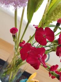 この花はなんでしょう なでしこの仲間のようですが品種を知りたい Yahoo 知恵袋