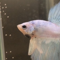 今日お迎えしたベタを観察していたら 黒眼の周りが赤くなっていることに気づ Yahoo 知恵袋