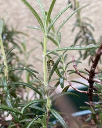 鉢植えのラベンダーに写真の虫が沢山発生してしまい 駆除に困って Yahoo 知恵袋