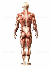 筋トレ初心者です さきほどダンベルデッドリフトをしたところ画像の所 Yahoo 知恵袋