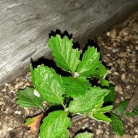 庭にて 画像の虫がワイルドストロベリーやダリア モナルダ等の葉を食い荒ら Yahoo 知恵袋