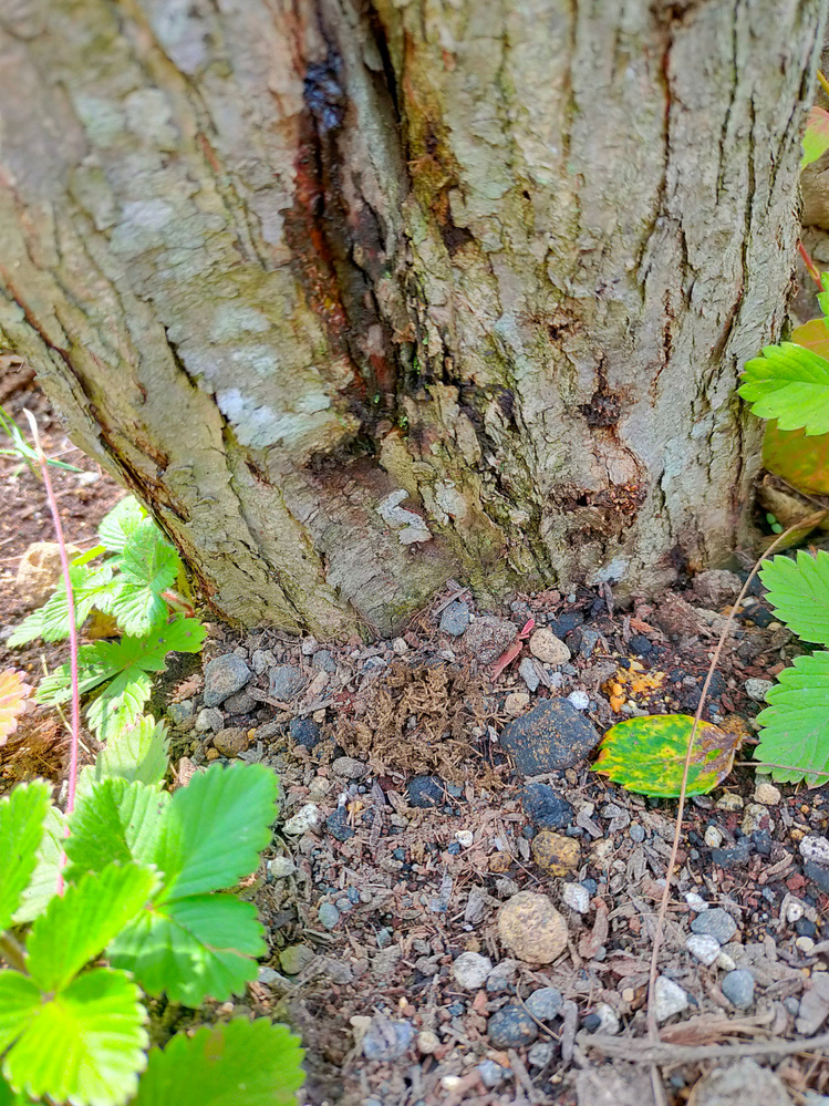 カツラの木の根元におがくずのようなものが定期的に出てきます しかしテッポ Yahoo 知恵袋