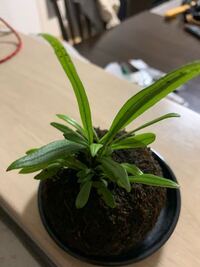 この植物は何でしょう 花は咲きますか Yahoo 知恵袋