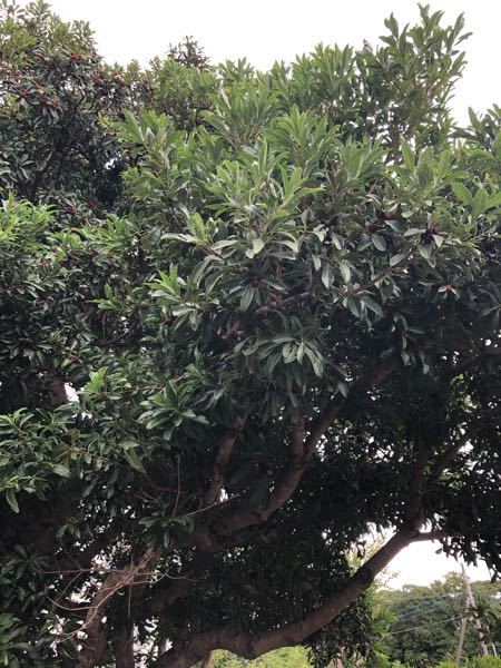 同じ科に属する植物の花弁 がく片 めしべ おしべの数はたいてい同じですか Yahoo 知恵袋