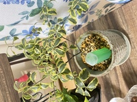 買った観葉植物の名前を忘れてしまいました 検索してもどれが正し Yahoo 知恵袋