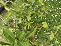 オーバーロードのニグレドとペストーニャが謹慎処分になる話は原作ではどの巻に掲 Yahoo 知恵袋