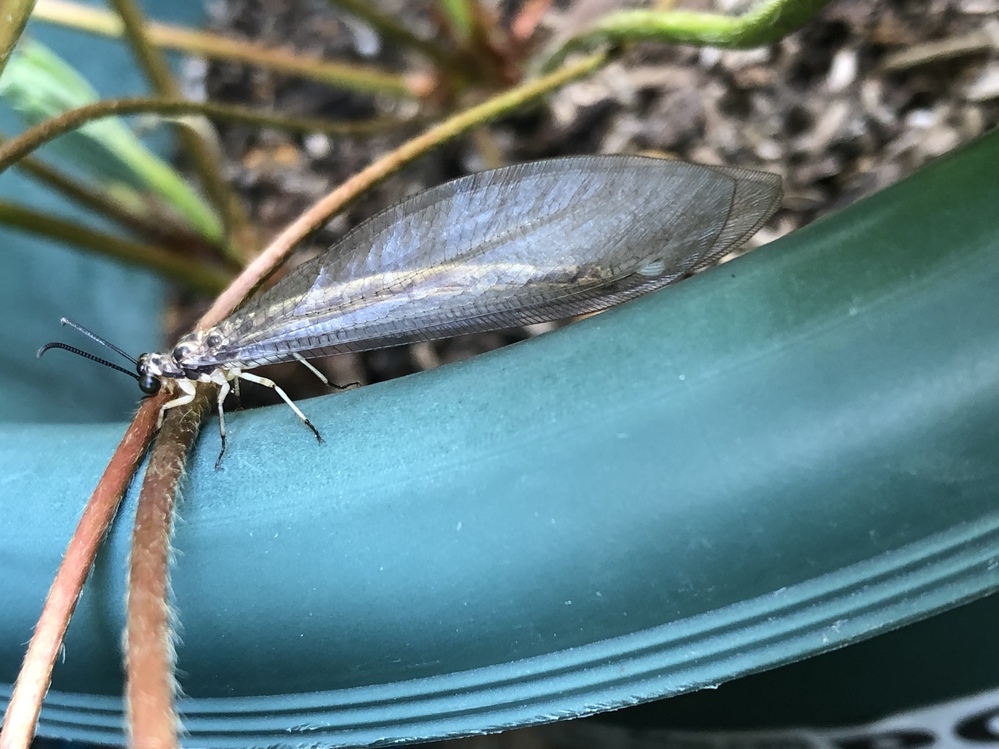 この虫なんですか 害はありますか Yahoo 知恵袋