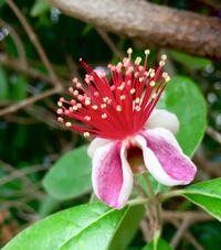 この花の名前を教えてください フェイジョアの花です Yahoo 知恵袋