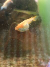 メダカの卵を採卵して メチレンブルーへつけて2日経ちましたが いつまで Yahoo 知恵袋