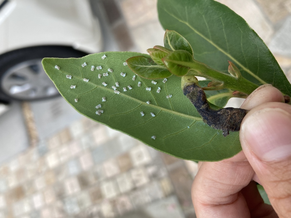 虫の画像あり 園芸に詳しい方教えてください 庭に植えている月桂 Yahoo 知恵袋