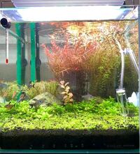 ニューラージパールを絨毯にしたい 前景草をニューラージパールの絨毯 Yahoo 知恵袋