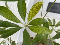 最近シェフレラの葉に斑点みたいな物が出てきました 植え替えした Yahoo 知恵袋