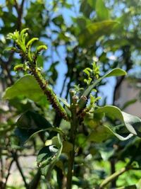 至急 園芸について 閲覧注意 庭のきんかんの木に大量の小さな虫がつ Yahoo 知恵袋