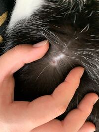 猫の腹水の見分け方について いろんな方の質問も見たのですが 質問させてく Yahoo 知恵袋
