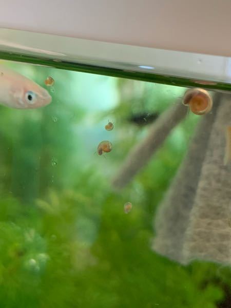 この生き物はヒメタニシかスネイルのどちらでしょうか 見分け方を教えてくだ Yahoo 知恵袋