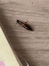 この虫はなんでしょうか 部屋を掃除していたところ 虫の死骸が出 Yahoo 知恵袋