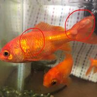 金魚に赤い出来物のようなものができてます 最近金魚を飼い始めたのです Yahoo 知恵袋