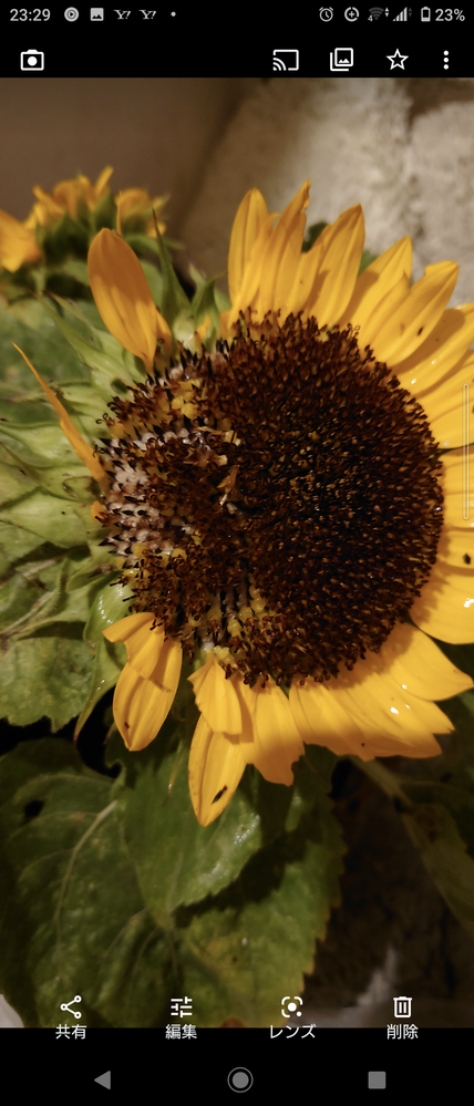 屋上で子供が種から育てていたミニひまわりが雨風によって倒れて花 Yahoo 知恵袋