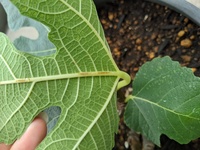 大葉ハダニ 多分 ハダニにやられたのではないかと思うので Yahoo 知恵袋