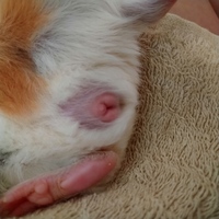 モルモットの赤ちゃんを飼い始めたのですが 性別が分からず困ってお Yahoo 知恵袋