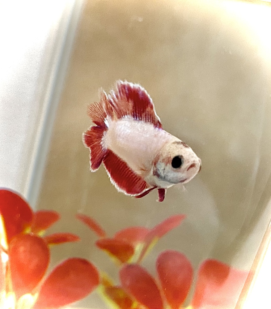 ９０ｃｍ水槽でポリプテルスと混泳できる大型魚教えてください 今 Yahoo 知恵袋