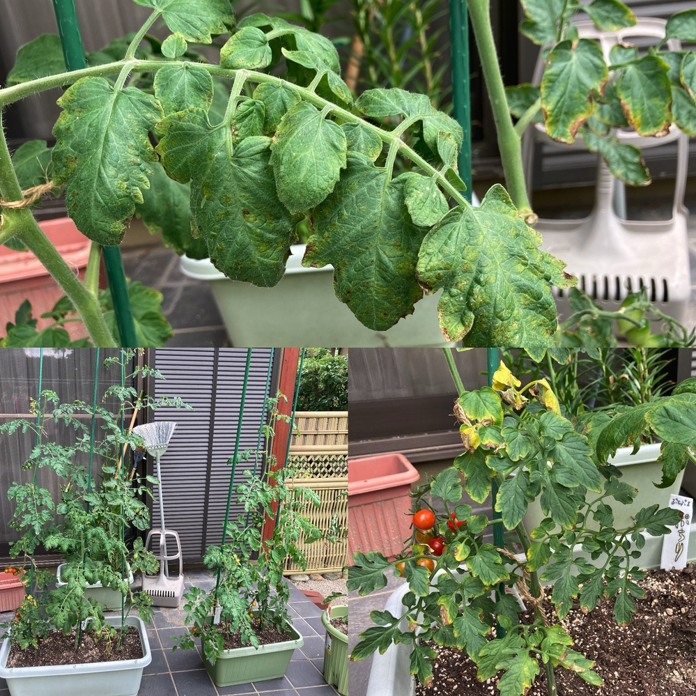 ドクダミを茎から切って地面に植えたら根が張りますか 水を入れた容器にド Yahoo 知恵袋