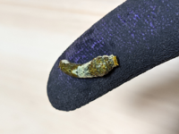 これはベニスズメの幼虫でしょうか Yahoo 知恵袋