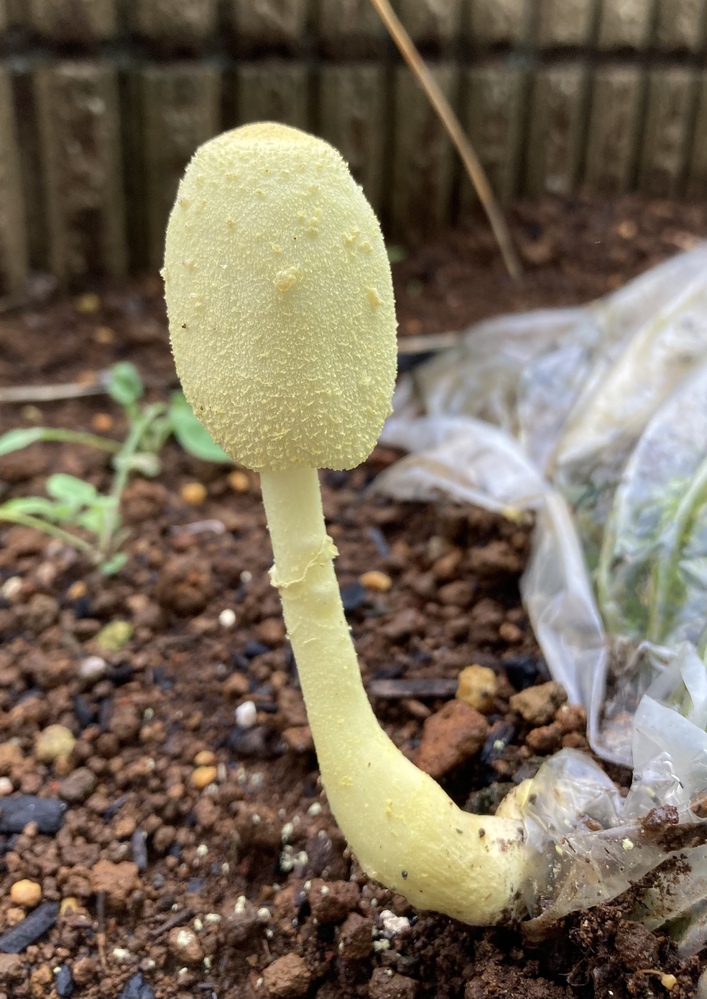 家の庭に生えていたキノコですが何と言うキノコですか どなたか教 Yahoo 知恵袋