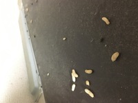これ何の糞ですか 冷蔵庫の上を掃除しようとしたら 糞がたくさん Yahoo 知恵袋