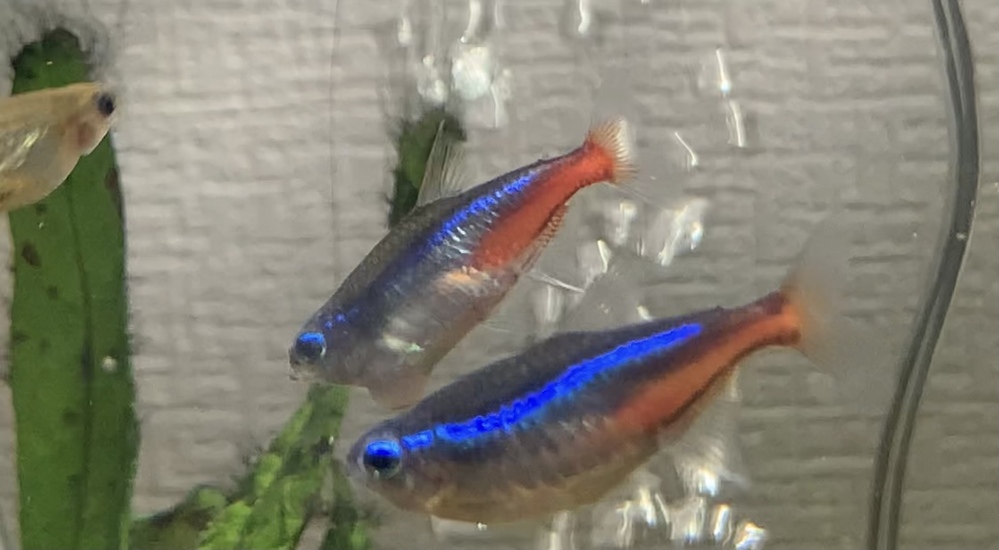 アクアリウム 最近家で熱帯魚を飼い始めました ネオンテトラとカーディ Yahoo 知恵袋