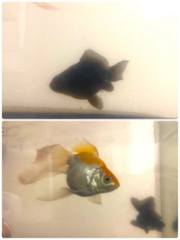 金魚の種類について教えていただきたいです 3年ほど前に金魚すくいでお迎え Yahoo 知恵袋