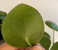 うちの観葉植物に白い斑点がついていて 虫の卵 病気 よく分かりま Yahoo 知恵袋