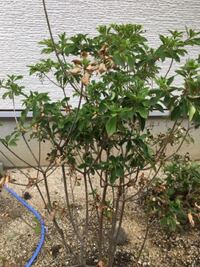 ３月に植えたサラサドウダンツツジが ここ2週間くらいで枯れてきてしまいま Yahoo 知恵袋