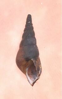 この貝は何という種類ですか 初めはカワニナかと思ったので Yahoo 知恵袋