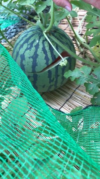 スイカを育ててますが割れました 前は収穫前にカラスに食べられて 今年こそ Yahoo 知恵袋