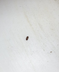 この細くて黒い小さい虫の名前は何でしょうか 家の中にいました 大きさは1 Yahoo 知恵袋