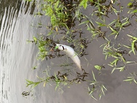 渓流釣りで釣れたアマゴやイワナ ヤマメは寄生虫がいる可能性があるので刺身では食 Yahoo 知恵袋