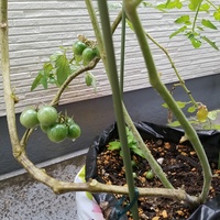 ミニトマトのハダニ被害 初めてのベランダ菜園です ベランダで ミニ Yahoo 知恵袋
