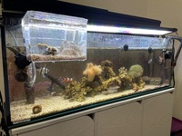 ミナミハコフグの幼魚を4日前に迎えました 隔離水槽に入れていますが大きい Yahoo 知恵袋
