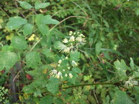 写真の植物 野草 の名前を教えていただけませんか 自生地は宮城県気仙沼市 Yahoo 知恵袋