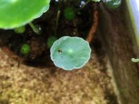 メダカをコーヒーのビンで飼ってます 子メダカ2匹 フタをした Yahoo 知恵袋