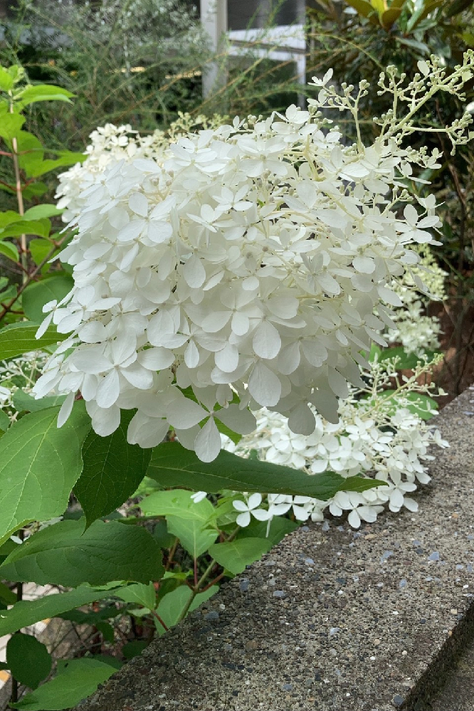 この紫陽花に似た白い花はなんという名前ですか ノリウツギだと思いま Yahoo 知恵袋